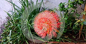 Garden Blood lily flower