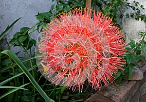 Garden Blood lily flower