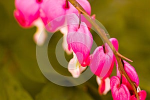 Garden in bloom