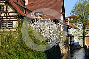 Garden in bloom, Stuttgart-Esslingen