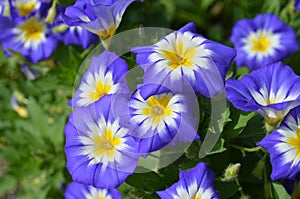 Garden with Blooming Blue and Yellow Morning Glories photo