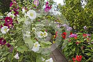 Garden with blooming mallows and phlox