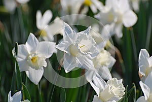 Garden with Blooming Paper White Narcissus