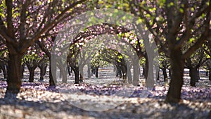 Garden with blooming peach trees