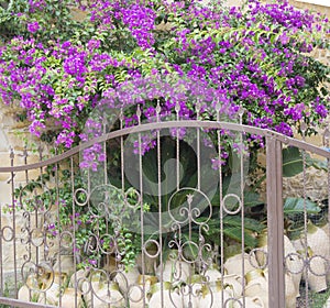 Garden with blooming pink bougainvillea