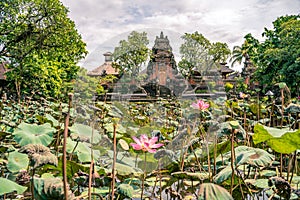 Garden with blooming sacred lotus flowers in front of Lotus Saraswati Temple in Ubud, Bali