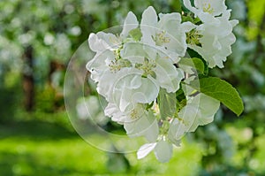 Garden with blossoming apple-trees
