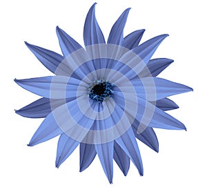 Garden blue flower, white isolated background with clipping path. Closeup. no shadows. view of the stars, for the design.