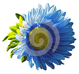 Garden blue flower on a white isolated background with clipping path. Nature. Closeup no shadows,
