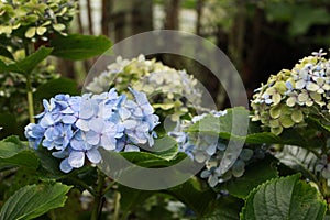 Garden of blue hydrangeas. photo