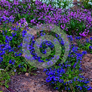 Garden with Blue and Purple flowers blooming Kibbutz Kfar Glikson north Israel