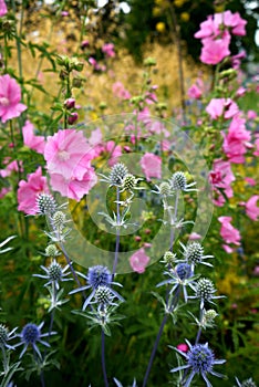 Garden: blue sea holly and pink hollyhock flowers