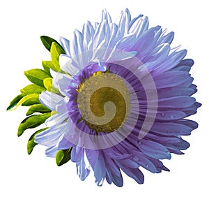 Garden blue-violet flower on a white isolated background with clipping path. Nature. Closeup no shadows,