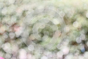 Garden blur background.