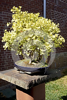 Garden with bonsai trees