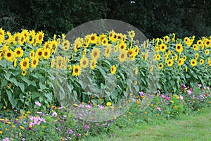 Garden border of sunflowers