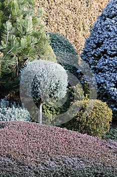 Garden borders with conifers and cover plants photo