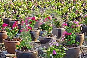 Garden bougainvillaea photo