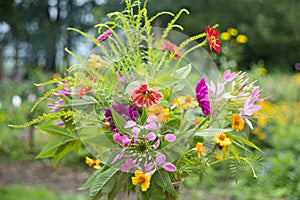 Garden bouquet annuals, The Netherlands photo