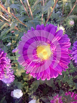 Flower bouquet rose daisy garden nature violet