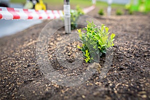 Garden with boxwoods planted in the ground