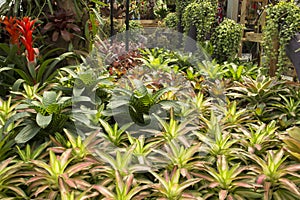 Garden bromeliads photo