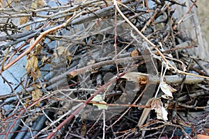 Garden brushwood