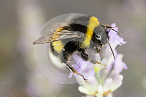 Garden Bumblebee photo