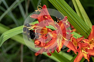 Garden Bumblebee (Bombus hortorum) on Crocosmia \'Spitfire photo