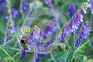 Garden bumblebee - Bombus hortorum -  Gartenhummel