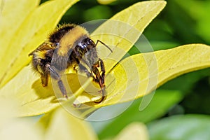 Garden Bumblebee - Bombus hortorum showing its massive tongue.