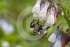 Garden Bumblebee on Comfrey Flowers in Devon