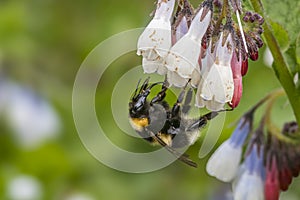 Garden Bumblebee on Comfrey Flowers in Devon photo