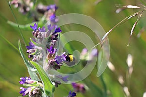Garden bumblebee on common Bugloss photo