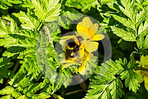 Garden bumblebee queen