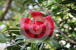 a garden bush flowering plant Camelia with red flower