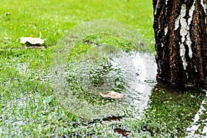 Garden bushes, tree and green grass lawn covered with water due to snow melting thaw and flash high water at spring