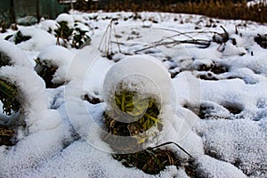 In the garden cabbage under the snow. Cabbage head under the snow. Winter