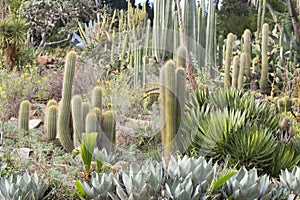 Garden with cacti