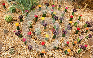 Garden of cactus and succulent at Phuket botanical Garden, Thailand