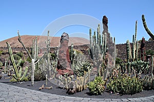A garden with cactuses