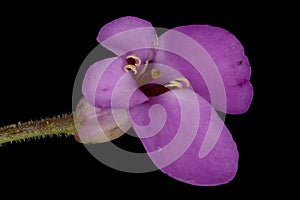 Garden Candytuft (Iberis umbellata). Flower Closeup