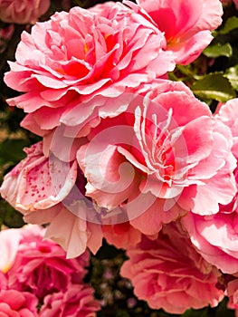 Pink flowers garden carnation