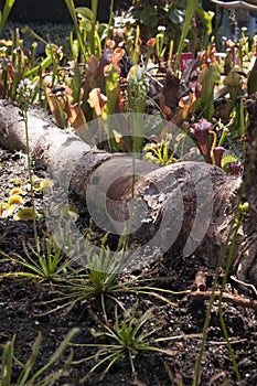 Garden of carnivorous plants incl venus flytrap, sundew and pitfall pitchers