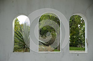 Tree windows photo