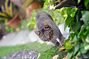 garden cat