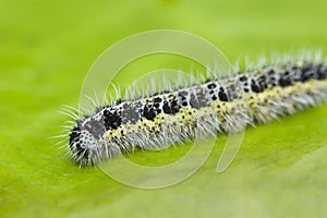 Garden caterpillar