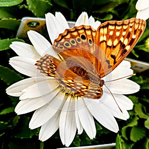 Garden Center butterfly