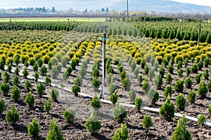 Garden center with coniferous shrubs and trees photo