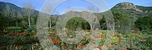 Garden At Center for Earth Concerns, Ojai, California